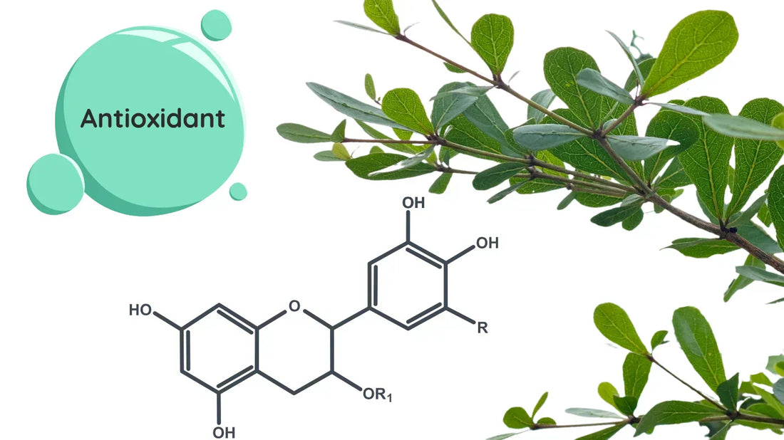 Polyphénols dans le thé – antioxydants naturels présents dans le thé vert et le thé noir